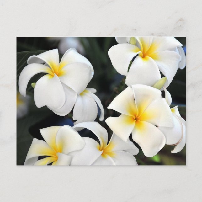 Hawaiian Plumeria Cascade Postcard (Front)