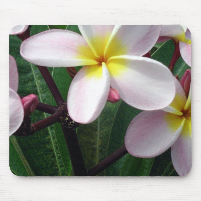 Hawaiian Plumeria Flowers Mouse Pad (Front)