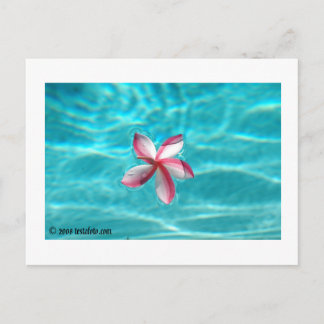 Hawaiian Plumeria Postcard