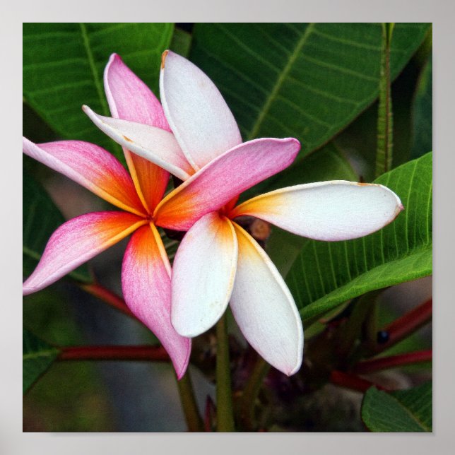 Hawaiian Plumeria Poster (Front)