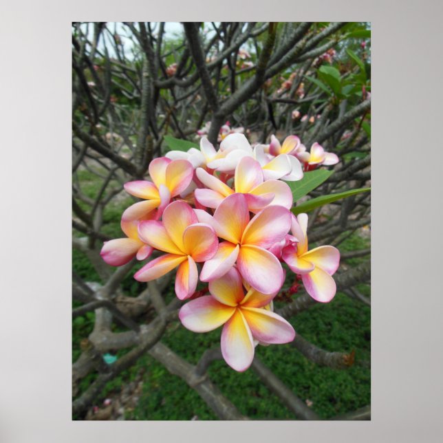 Hawaiian Plumeria Poster (Front)