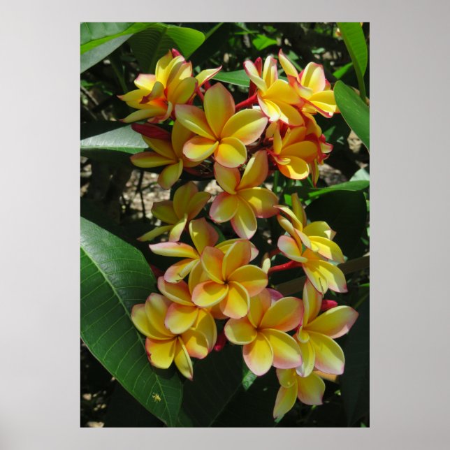Hawaiian Plumeria Poster (Front)