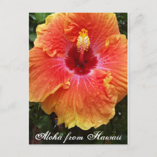 Hawaiian postcard, hawaii, aloha, hibiscus,flower, postcard