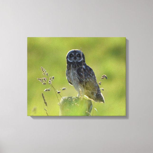 Hawaiian Pueo Canvas Print (Front)