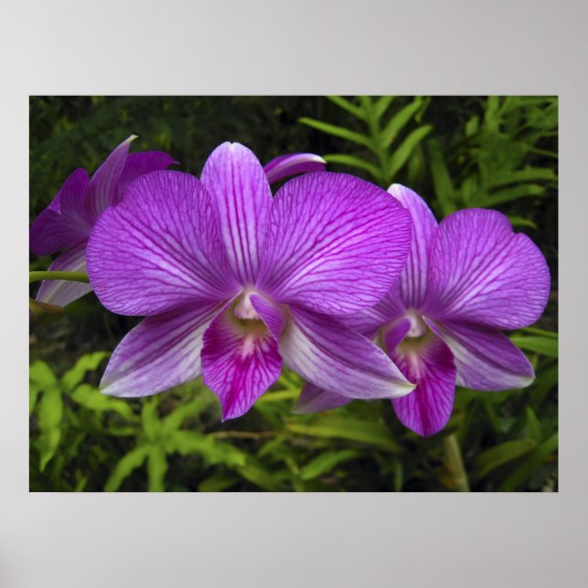 HAWAIIAN PURPLE  ORCHID POSTER (Front)