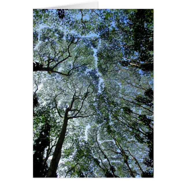 Hawaiian Rain Forest Canopy (Front)