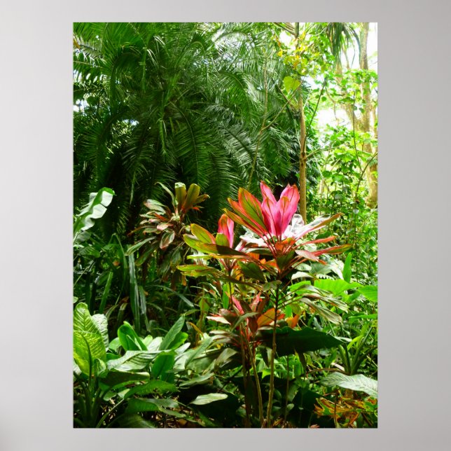 Hawaiian Rain Forest Poster (Front)