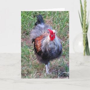 Hawaiian Rooster Card
