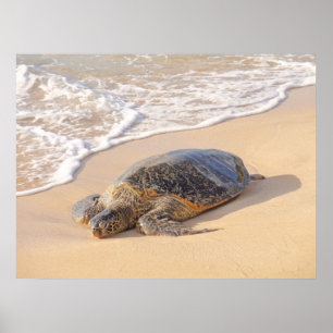 Hawaiian Sea Turtle Poster