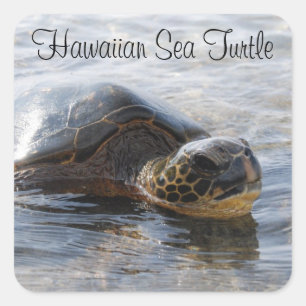 Hawaiian Sea Turtle Stickers