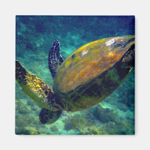 Hawaiian sea turtles magnet
