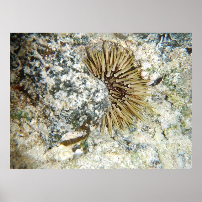 Hawaiian Sea Urchin Poster (Front)