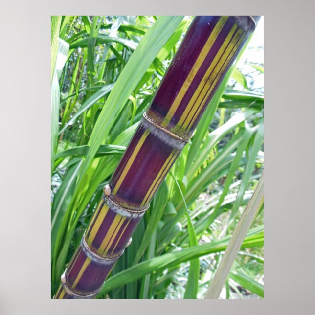Hawaiian Sugar Cane Poster (Front)