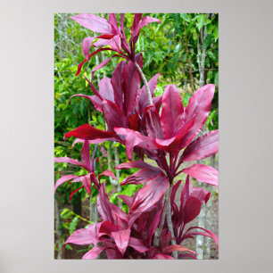 Hawaiian Ti Plant Poster