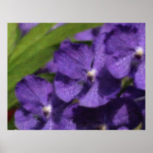 Hawaiian Tropical Orchid Poster