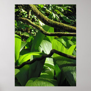 Hawaiian Tropical Rain Forest Poster