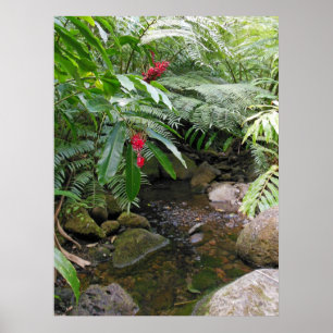 Hawaiian Tropical Stream Poster