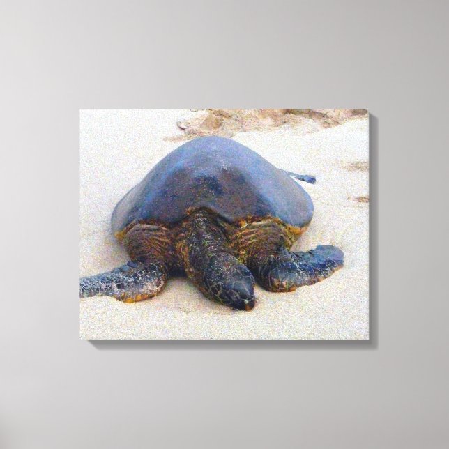 Hawaiian turtle on the beach canvas print (Front)