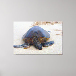 Hawaiian turtle on the beach canvas print