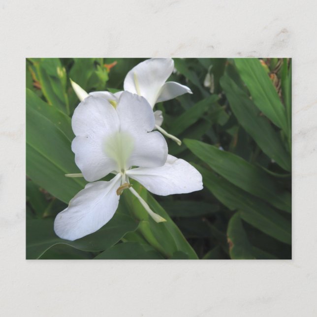 Hawaiian White Ginger Flower Postcard (Front)