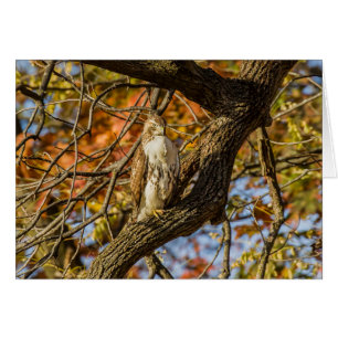 Hawk and Fall Foliage