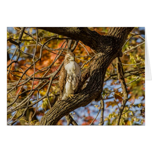 Hawk and Fall Foliage (Front Horizontal)