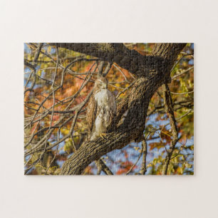 Hawk and Fall Foliage Jigsaw Puzzle