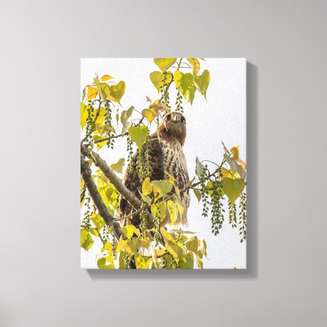 Hawk And Hearts Canvas Print (Front)