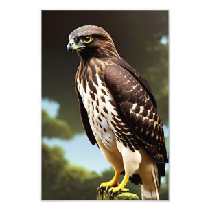 hawk art poster