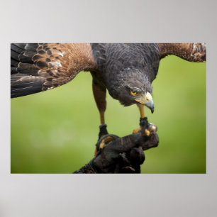 hawk bird poster