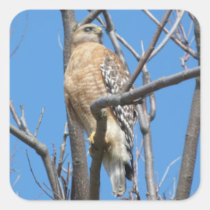 hawk, bird, prey bird, Cooper's hawk, nature Square Sticker