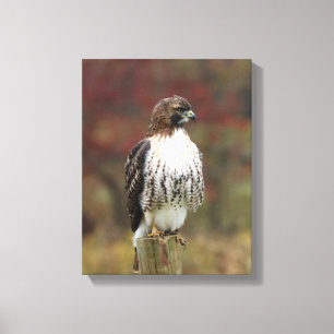 Hawk Canvas