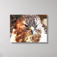 HAWK