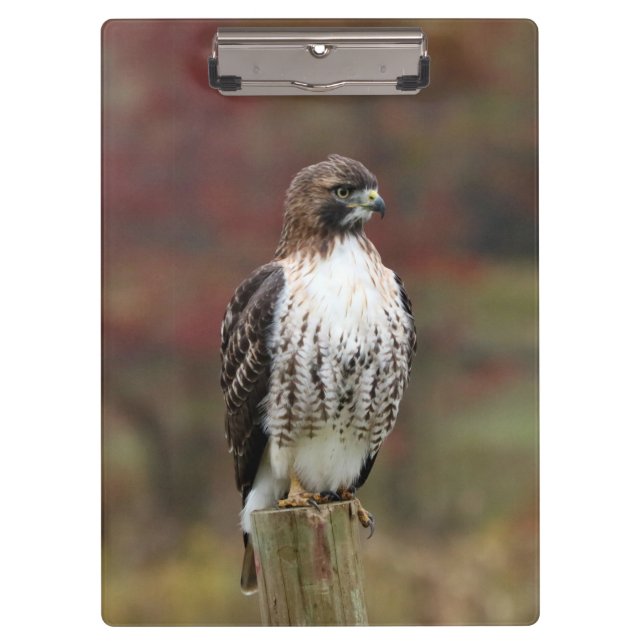 Hawk Clipboard (Front)