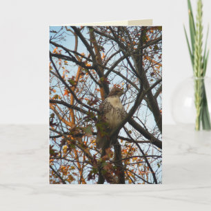 Hawk Day Card
