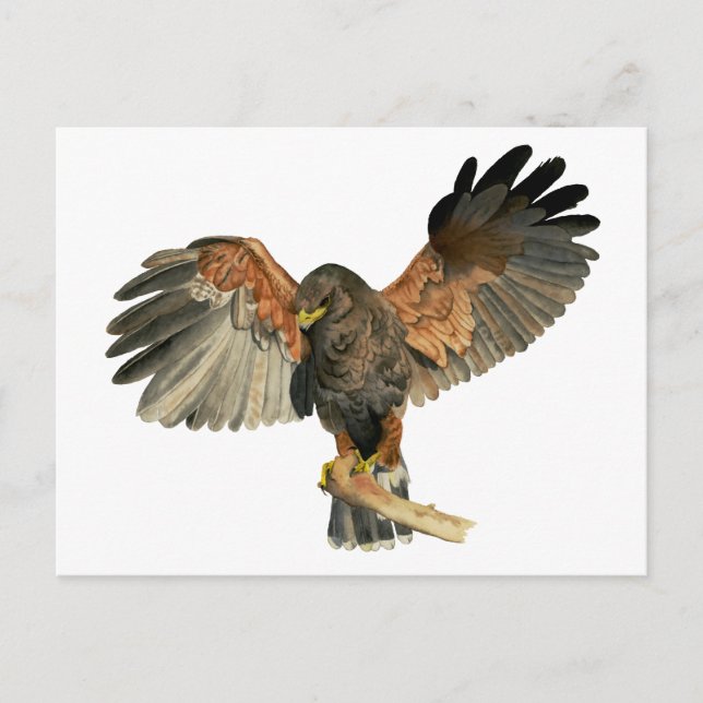 Hawk Flapping Wings Watercolor Painting Postcard (Front)