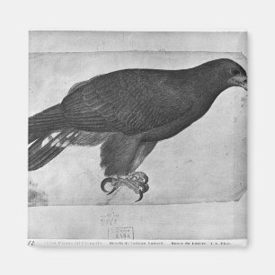 Hawk, from the The Vallardi Album Magnet