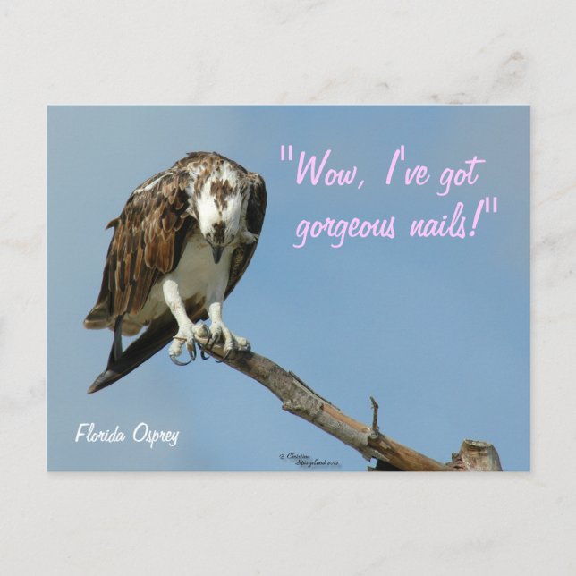 Hawk gorgeous nails Postcard (Front)