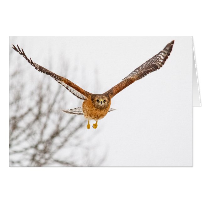 Hawk In Flight (Front Horizontal)