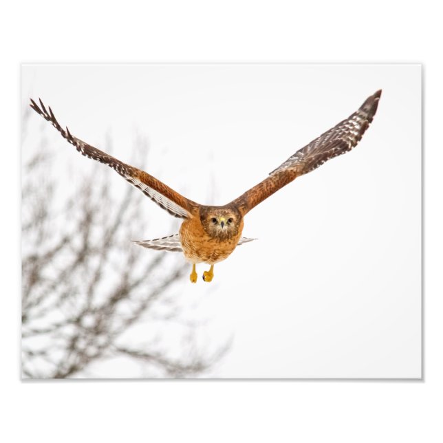 Hawk in Flight Photo Print (Front)