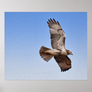 Hawk in Flight Poster
