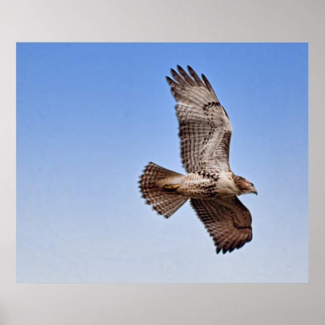 Hawk in Flight Poster (Front)