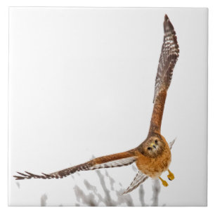 Hawk In Flight Tile