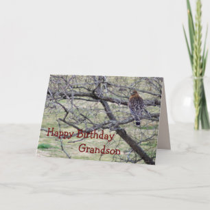 Hawk in tree- customize any occasion card