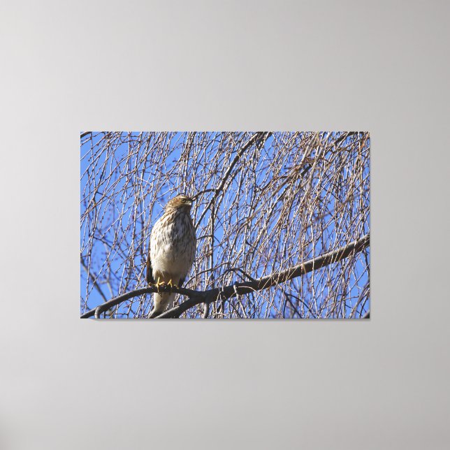 Hawk in Weeping Cherry Tree Canvas Print (Front)