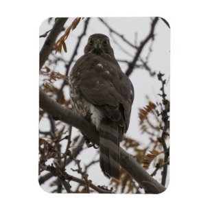 Hawk Looking Back Magnet