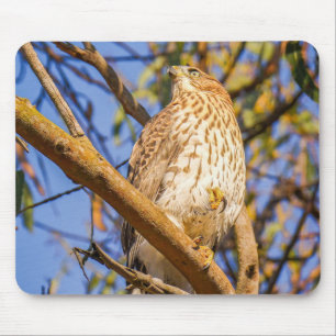 Hawk Mousepad Wildlife Raptor Desk Decor