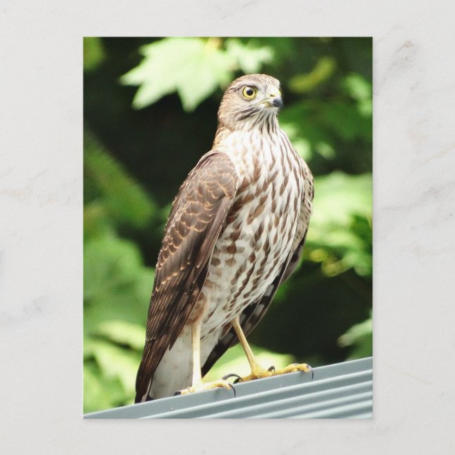 Hawk on Roof Postcard (Front)