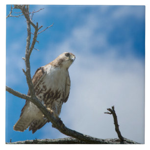 Hawk On The Hunt Large 6 x 6 Ceramic Photo Tile