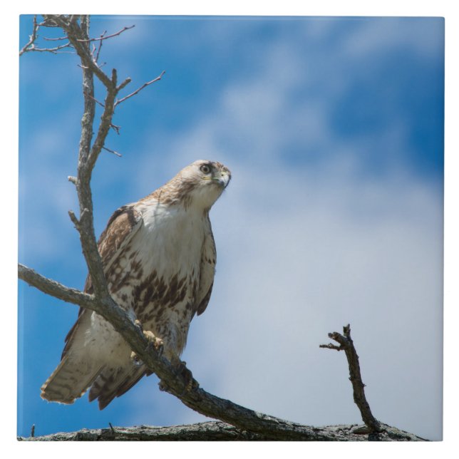 Hawk On The Hunt Large 6 x 6  Ceramic Photo Tile (Front)